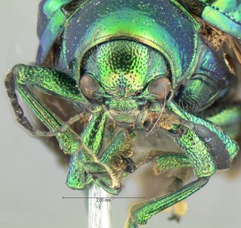 Media type: image; Entomology 17290   Aspect: head frontal view
